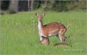 <p>DANĚK SKVRNITÝ (Dama dama) Šluknovsko - Valdek /Fallow deer - Damhirsch/</p>